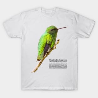 Short-tailed emerald hummingbird at dawn T-Shirt